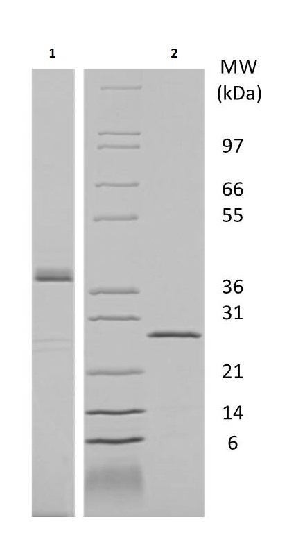 SDS-PAGE - Recombinant Human PLGF protein (AB256096)