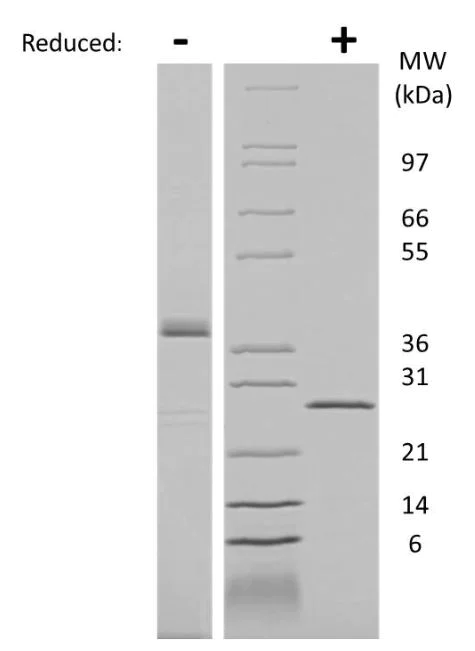 SDS-PAGE - Recombinant Human PLGF protein (AB269160)