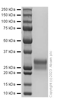 Recombinant Human PLGF Protein