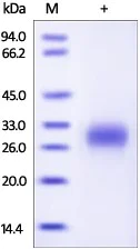 SDS-PAGE - Recombinant human PLGF protein (Active) (AB174025)