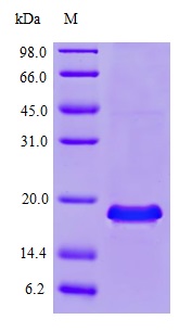 Recombinant human PLGF protein (Active)