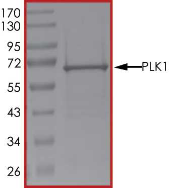 SDS-PAGE - Recombinant human PLK1 protein (AB51426)
