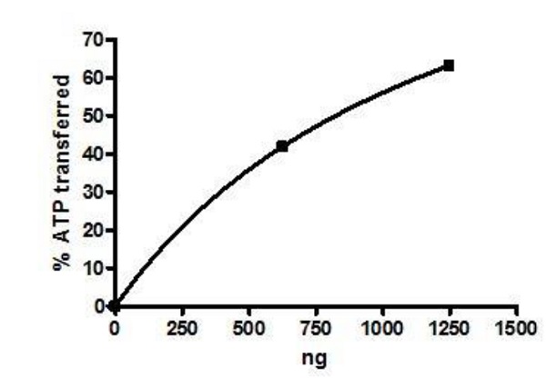 Recombinant human PLK1 protein (Active)