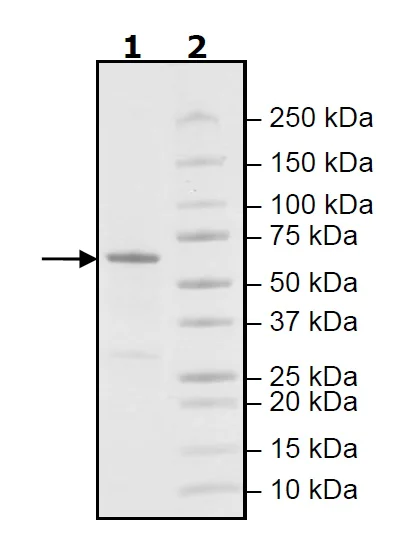 SDS-PAGE - Recombinant human PLK1 protein (Active) (AB271716)