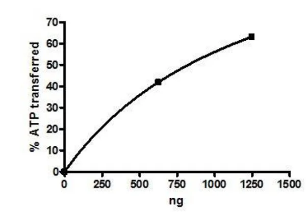 Functional Studies - Recombinant human PLK1 protein (Active) (His tag C-Terminus) (AB271716)