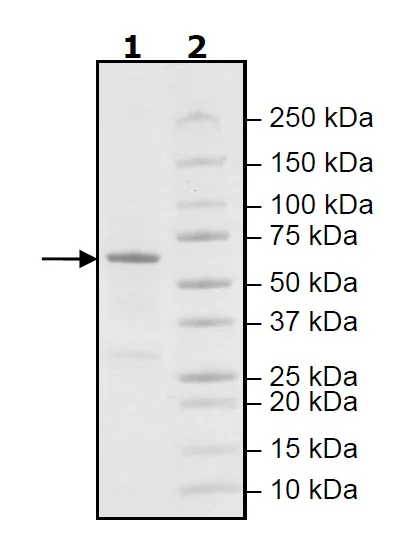 SDS-PAGE - Recombinant human PLK1 protein (Active) (His tag C-Terminus) (AB271716)