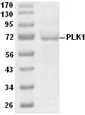 SDS-PAGE - Recombinant human PLK1 protein (His tag N-Terminus) (AB51426)