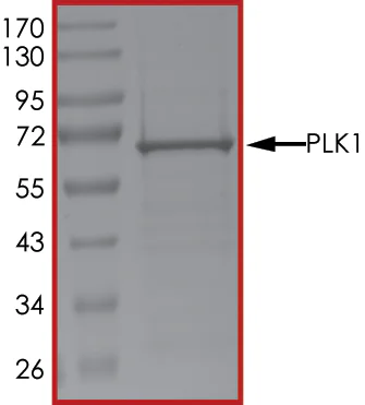 SDS-PAGE - Recombinant human PLK1 protein (His tag N-Terminus) (AB51426)