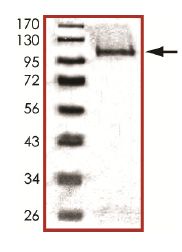 Recombinant human PLK2 protein