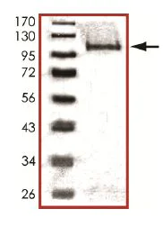 SDS-PAGE - Recombinant human PLK2 protein (AB102108)