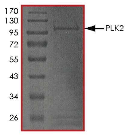 SDS-PAGE - Recombinant human PLK2 protein (AB102108)