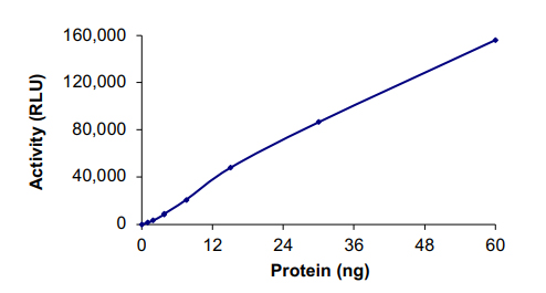 Recombinant human PLK3 protein