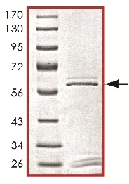 SDS-PAGE - Recombinant human PLK3 protein (AB125627)