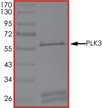 SDS-PAGE - Recombinant human PLK3 protein (AB125627)