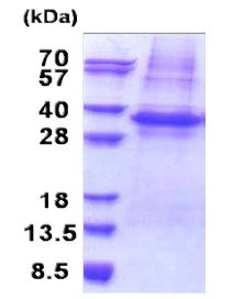 SDS-PAGE - Recombinant Human PLSCR3 protein (denatured) (AB171481), expandable thumbnail