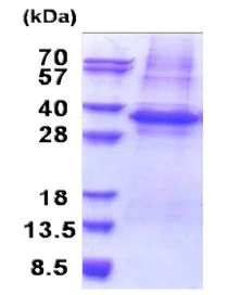 SDS-PAGE - Recombinant Human PLSCR3 protein (denatured) (His tag N-Terminus) (AB171481)