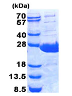 SDS-PAGE - Recombinant Human Plunc protein (His tag N-Terminus) (AB139617)