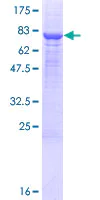 SDS-PAGE - Recombinant Human PM20D1 protein (AB132814)