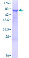 SDS-PAGE - Recombinant Human PM20D1 protein (GST tag N-Terminus) (AB132814)