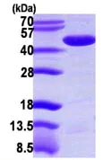 SDS-PAGE - Recombinant Human PME-1 protein (AB109945)