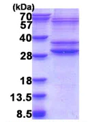 SDS-PAGE - Recombinant Human PMF-1 protein (denatured) (His tag N-Terminus) (AB176077)