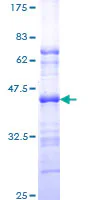 SDS-PAGE - Recombinant Human PML protein (GST tag N-Terminus) (AB112341)