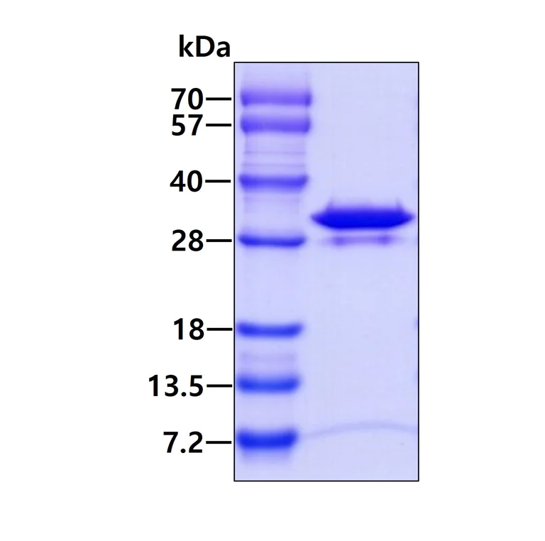 SDS-PAGE - Recombinant Human PMM2 protein (His tag N-Terminus) (AB99391)
