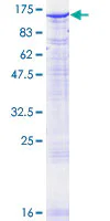 SDS-PAGE - Recombinant Human PMS2 protein (GST tag N-Terminus) (AB131836)