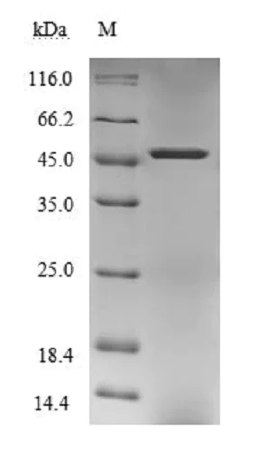 SDS-PAGE - Recombinant Human PNMA1 protein (Tagged) (AB236342)