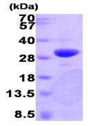 SDS-PAGE - Recombinant Human PNMT protein (AB89368)