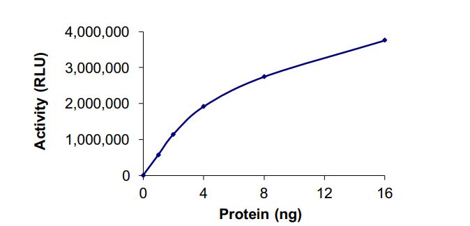Recombinant human PNMT protein (Active)