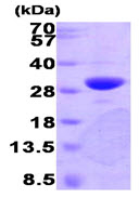 SDS-PAGE - Recombinant Human PNMT protein (Tag Free) (AB89368)