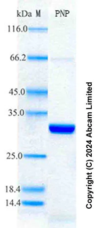 SDS-PAGE - Recombinant Human PNP Protein Standard (His tag) (AB322100)