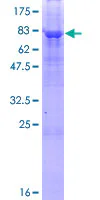 SDS-PAGE - Recombinant Human PNPLA3 protein (GST tag N-Terminus) (AB132787)