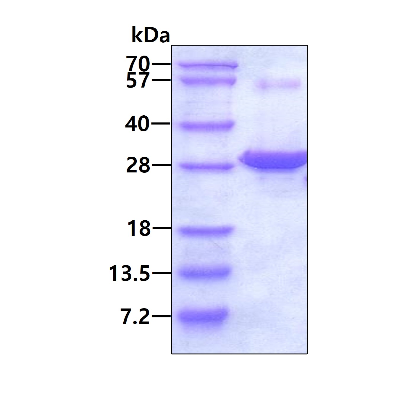 SDS-PAGE - Recombinant Human PNPO protein (His tag N-Terminus) (AB101213)