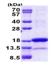 SDS-PAGE - Recombinant Human PNRC2 protein (denatured) (His tag N-Terminus) (AB167852)