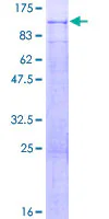 SDS-PAGE - Recombinant Human PODN protein (GST tag N-Terminus) (AB165281)