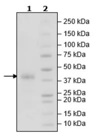 SDS-PAGE - Recombinant Human Podoplanin protein (Biotin) (Fc tag C-Terminus + Avi tag C-Terminus) (AB271710)