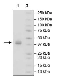 SDS-PAGE - Recombinant Human Podoplanin protein (Fc tag C-Terminus + Avi tag C-Terminus) (AB271709)