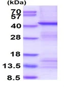 SDS-PAGE - Recombinant Human Pofut1 protein (denatured) (His tag N-Terminus) (AB139789)