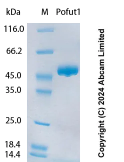 SDS-PAGE - Recombinant Human Pofut1 Protein Standard (His tag) (AB323144)