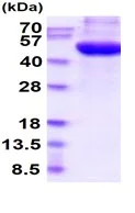 SDS-PAGE - Recombinant Human POGLUT1 protein (His tag) (AB219279)