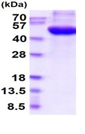 SDS-PAGE - Recombinant Human POGLUT1 protein (His tag C-Terminus) (AB219279)