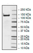 SDS-PAGE - Recombinant Human POLG protein (AB196066), expandable thumbnail