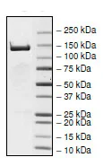 SDS-PAGE - Recombinant Human POLG protein (His tag N-Terminus + DDDDK tag N-Terminus) (AB196066)