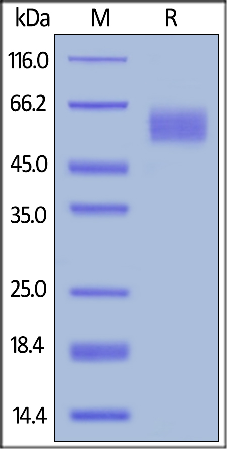 SDS-PAGE - Recombinant human Poliovirus Receptor/PVR protein (Active) (AB155723), expandable thumbnail