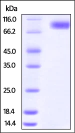 SDS-PAGE - Recombinant human Poliovirus Receptor/PVR protein (Fc Chimera Active) (AB220561)