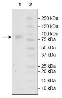 SDS-PAGE - Recombinant Human Poliovirus Receptor/PVR protein (Fc tag C-Terminus + Avi tag C-Terminus) (AB271410)