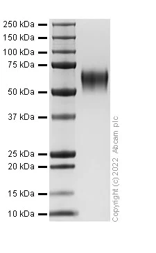 SDS-PAGE - Recombinant Human Poliovirus Receptor/PVR Protein (His-tag) (Active) (AB307790)