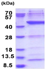 SDS-PAGE - Recombinant Human POLR1C protein (AB180317)